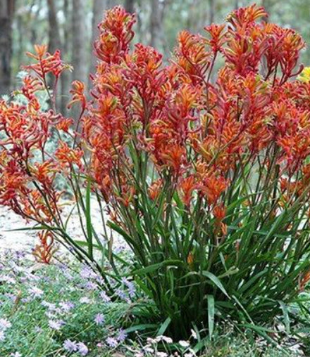 Bush Blitz Kangaroo Paw