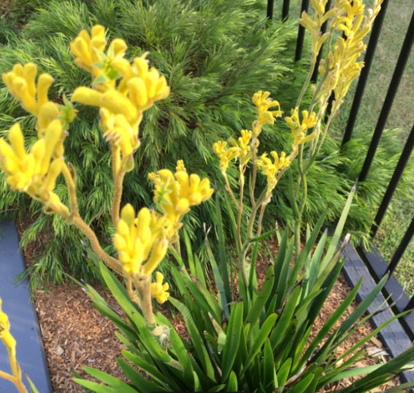 Anigozanthos Bush Bonanza