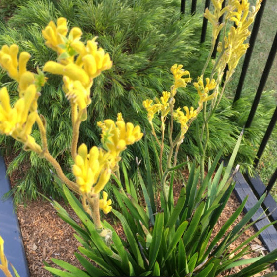 Anigozanthos humilis x flavidus Bush Bonanza