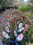 Anigozanthos Bush Celebrations Fireworks