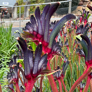 Anigozanthos Bush Celebrations Jazz