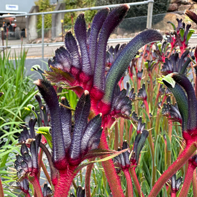 Anigozanthos Bush Celebrations Jazz