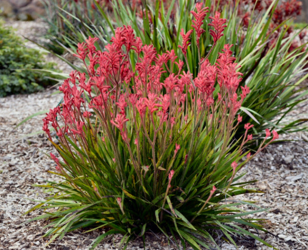 Anigozanthos Bush Crystal