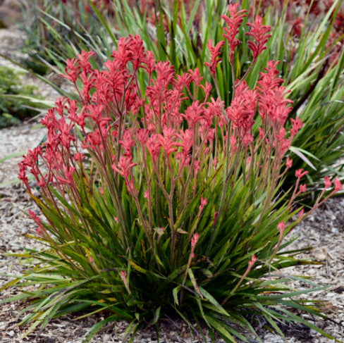 Anigozanthos bicolor x humilis Bush Crystal