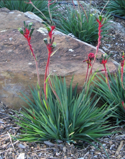 Anigozanthos Bush Dance