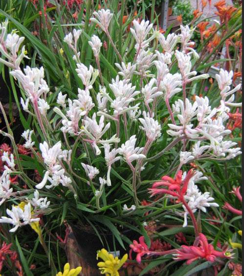 Anigozanthos Bush Diamond