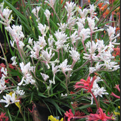 Anigozanthos Bush Diamond