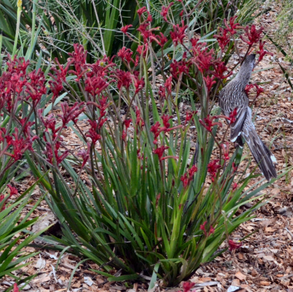 Anigozanthos Bush Elegance