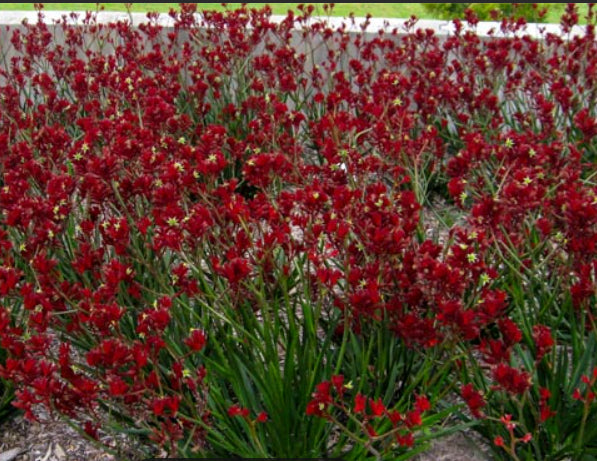 Anigozanthos Bush Fury