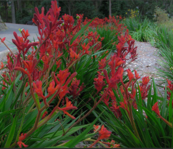 Anigozanthos Bush Inferno