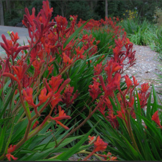 Anigozanthos Bush Inferno