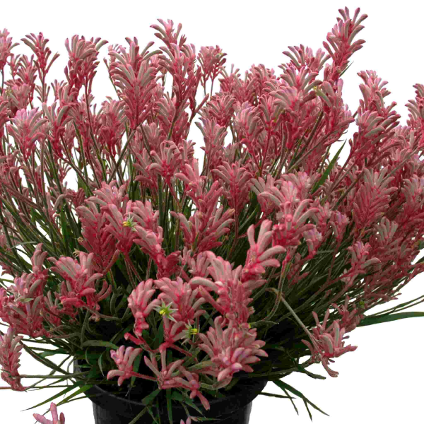 Anigozanthos Bush Pearl