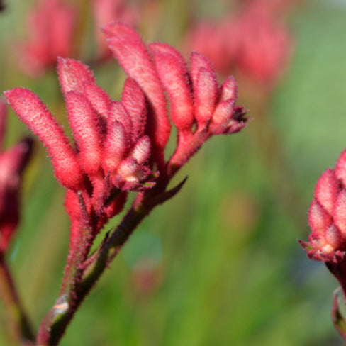 Anigozanthos Bush Princess