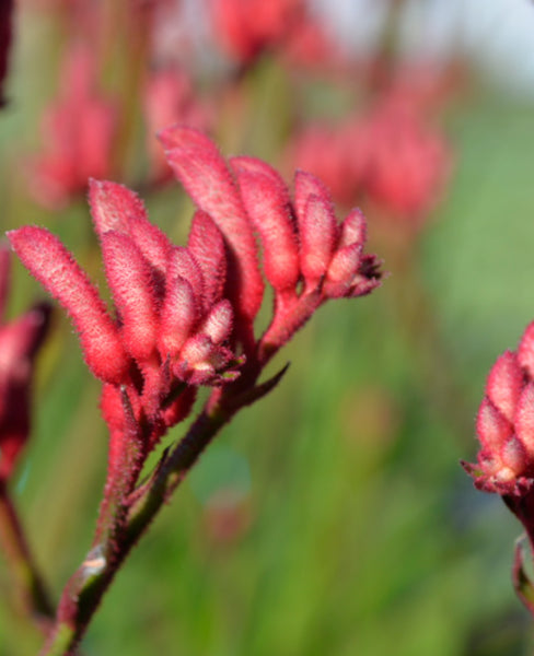 Anigozanthos Bush Princess