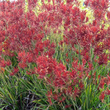 Anigozanthos Bush Sunset