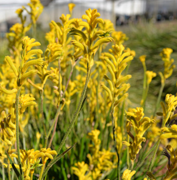 Anigozanthos Bush Sunburst PBR