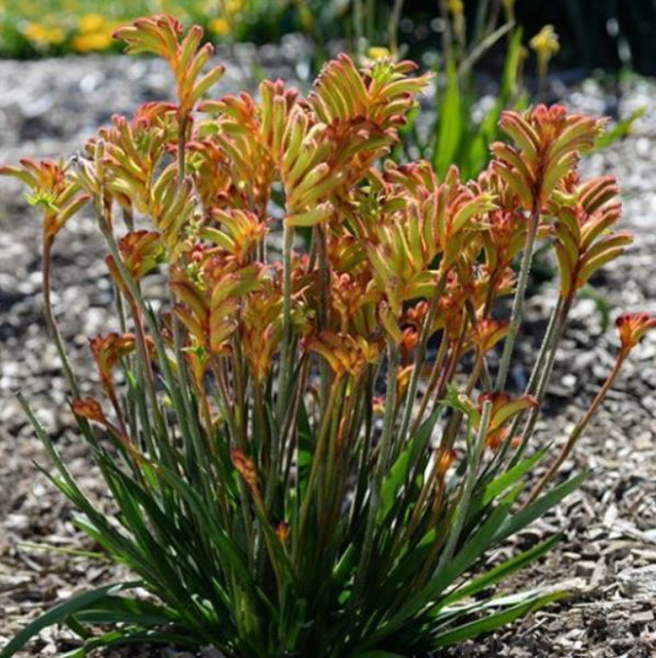 Anigozanthos Bush Surprise