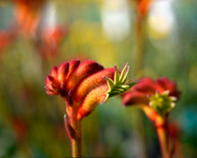 Load image into Gallery viewer, Anigozanthos Bush Surprise
