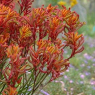 Anigozanthos Bush Tango