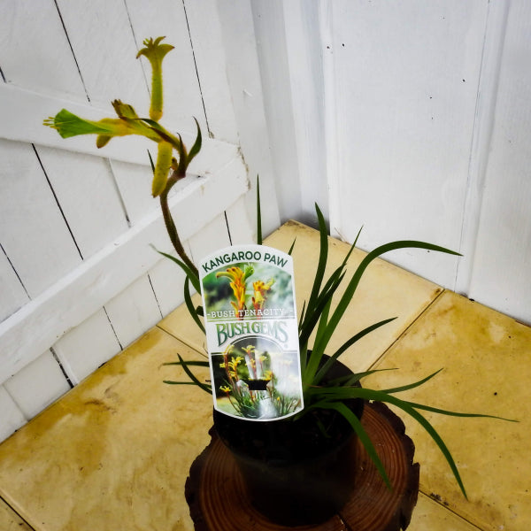 Bush Tenacity Kangaroo Paw