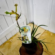 Bush Tenacity Kangaroo Paw