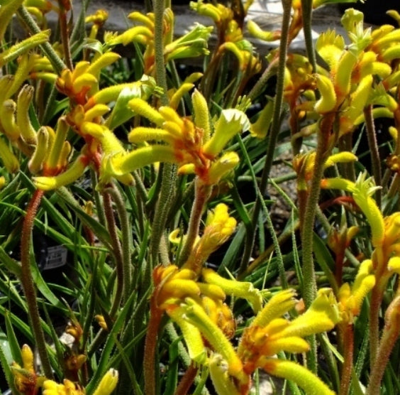 Anigozanthos Bush Tenacity