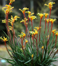 Load image into Gallery viewer, Bush Tenacity Kangaroo Paw
