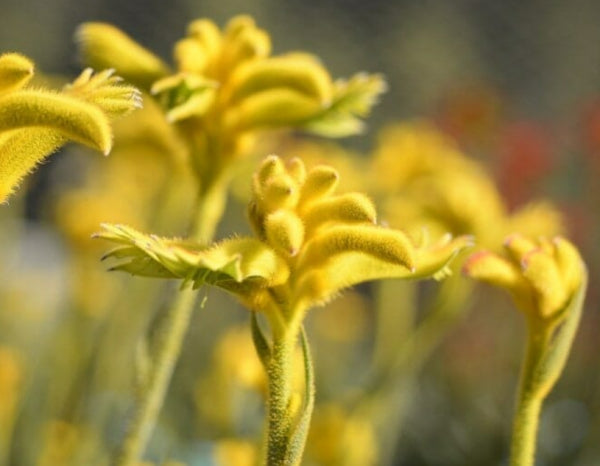 Anigozanthos Bush Zest