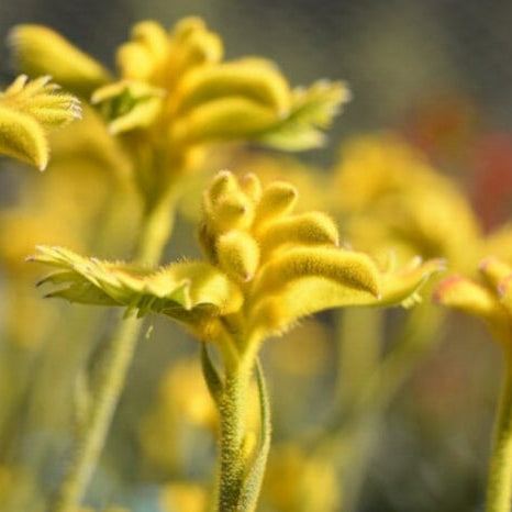 Anigozanthos Bush Zest