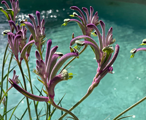 Anigozanthos Carnivale PBRe