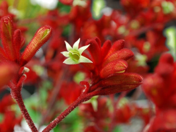Anigozanthos Frosty Red