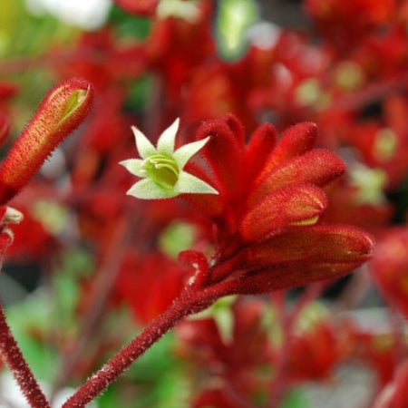 Anigozanthos Frosty Red
