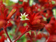 Anigozanthos Frosty Red