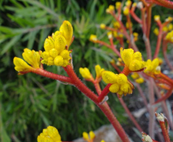 Anigozanthos Frosty Yellow