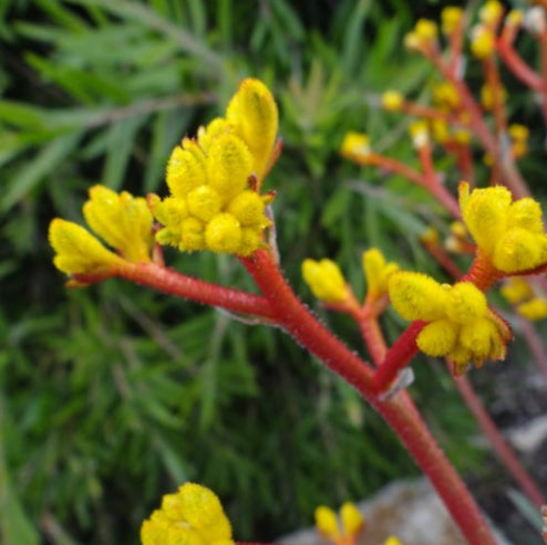 Anigozanthos hybrida Frosty Yellow