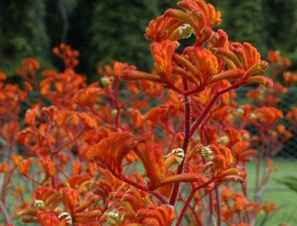 Anigozanthos Kings Park Federation Flame