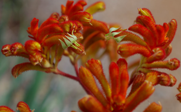 Anigozanthos Kings Park Federation Flame