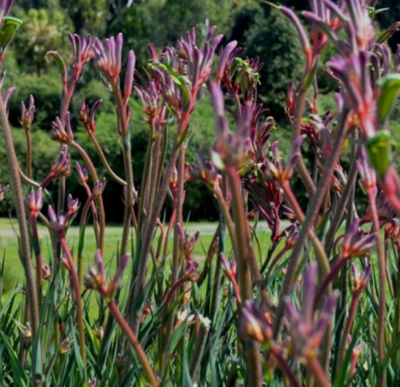 Kings Park Royal Kangaroo Paw