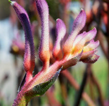Load image into Gallery viewer, Kings Park Royal Kangaroo Paw
