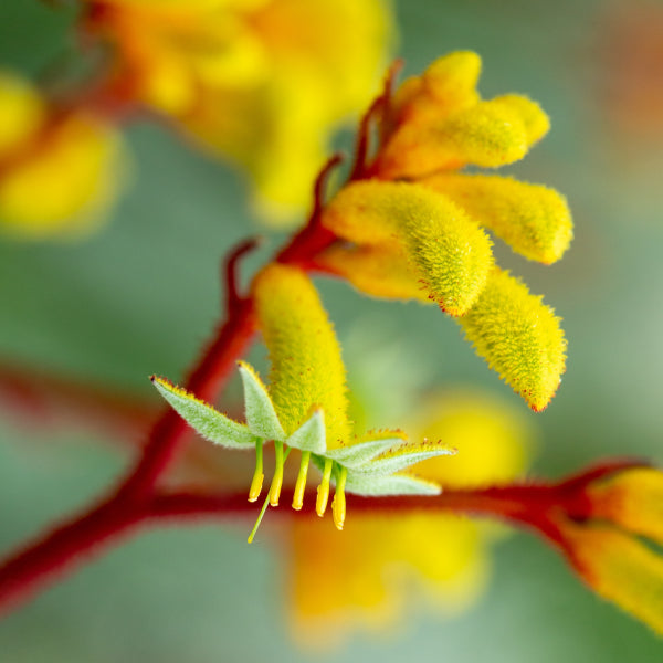 Anigozanthos Landscape Gold