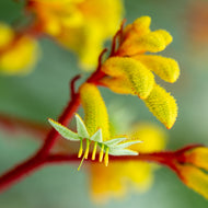 Anigozanthos Landscape Gold