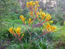 Load image into Gallery viewer, Anigozanthos Landscape Gold
