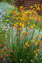 Load image into Gallery viewer, Anigozanthos Landscape Gold
