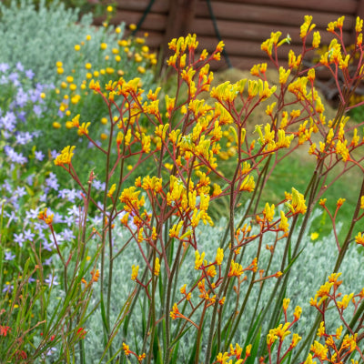 Anigozanthos Landscape Gold