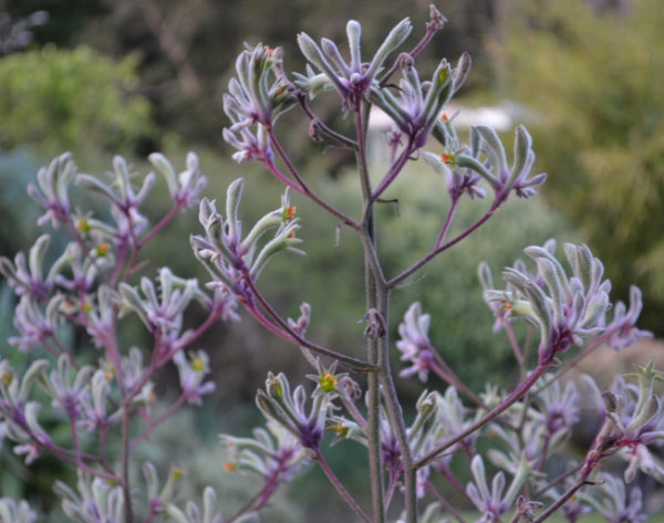 Anigozanthos Landscape Lilac