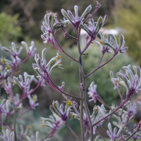 Anigozanthos flavidus Landscape Lilac