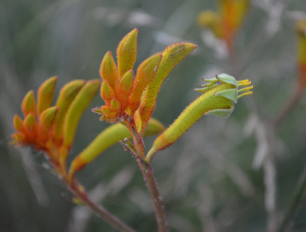 Anigozanthus Landscape Orange