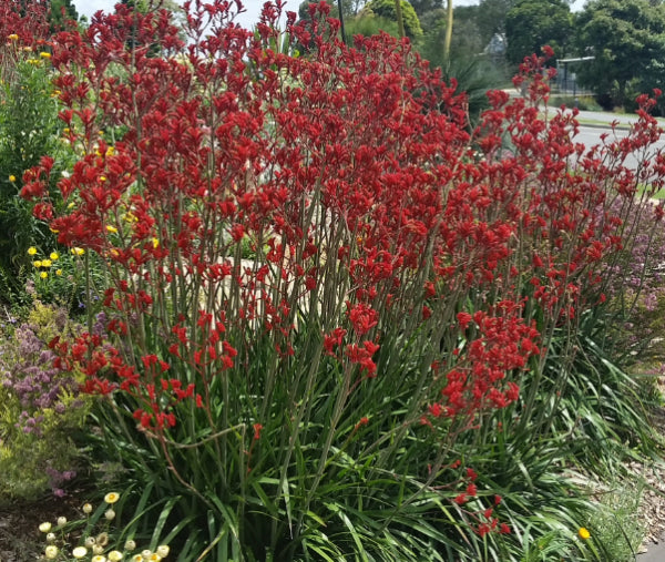 Anigozanthus Landscape Scarlet