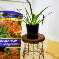 Landscape Tangerine Kangaroo Paw