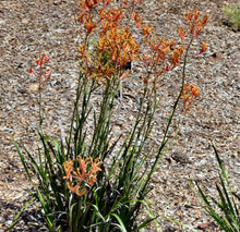 Load image into Gallery viewer, Landscape Tangerine Kangaroo Paw
